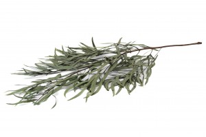 preserved-eucalyptus-nicoly-6.