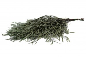 preserved-eucalyptus-nicoly-6.