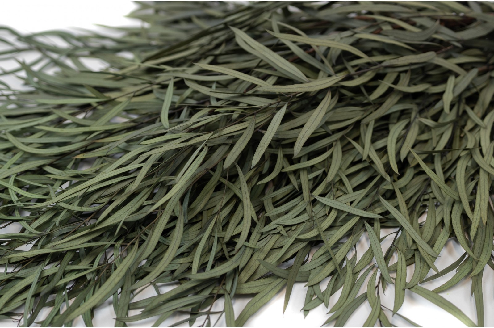 preserved-eucalyptus-nicoly-6