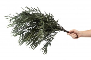 eucalyptus-nicoly-stabilise-6.