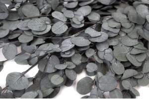 preserved-eucalyptus-gunni-6