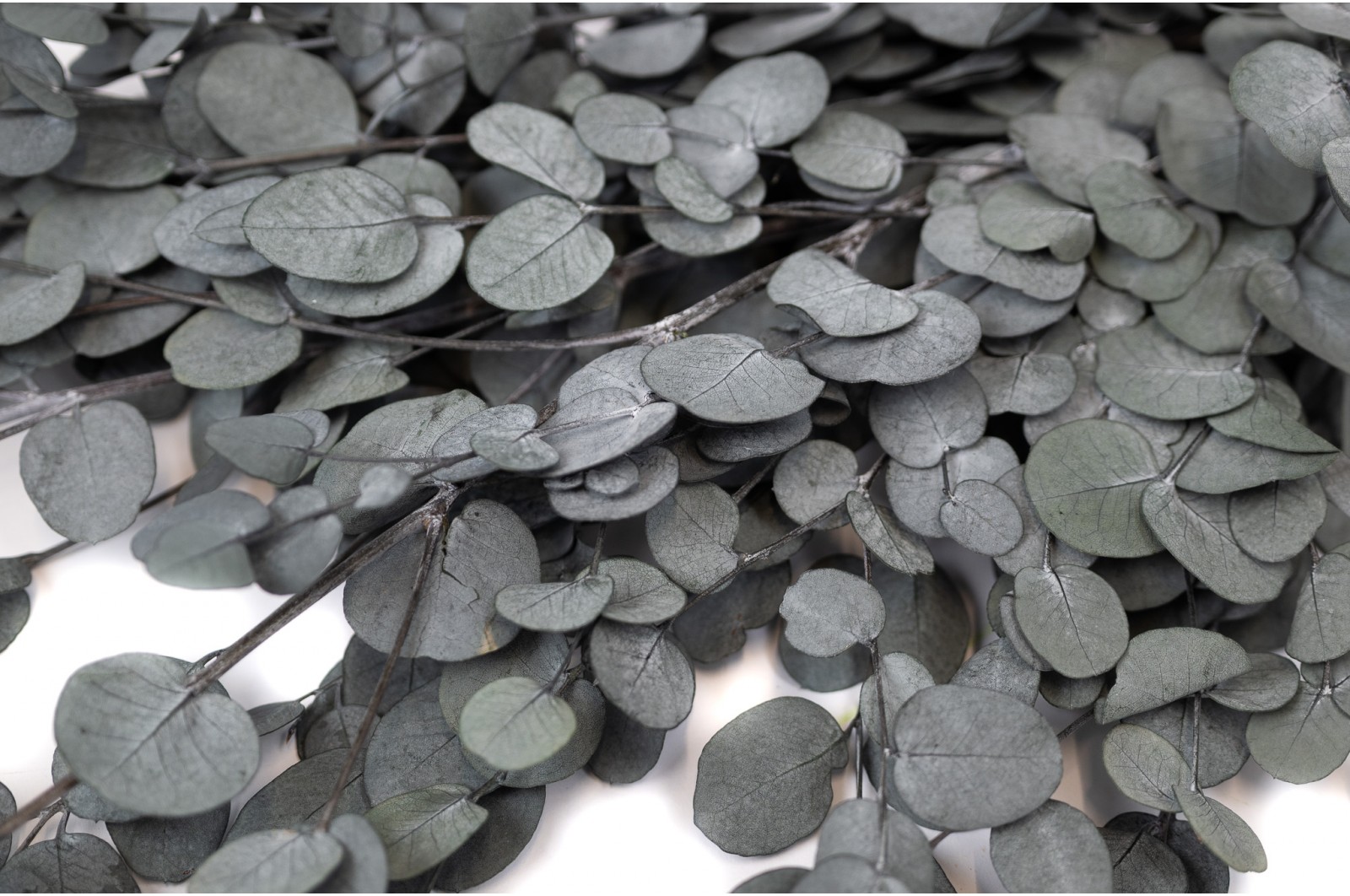 preserved-eucalyptus-gunni-6