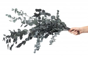 eucalyptus-gunni-stabilise-6.