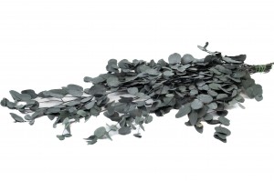 stabilisierte-eukalyptus-gunni-6.