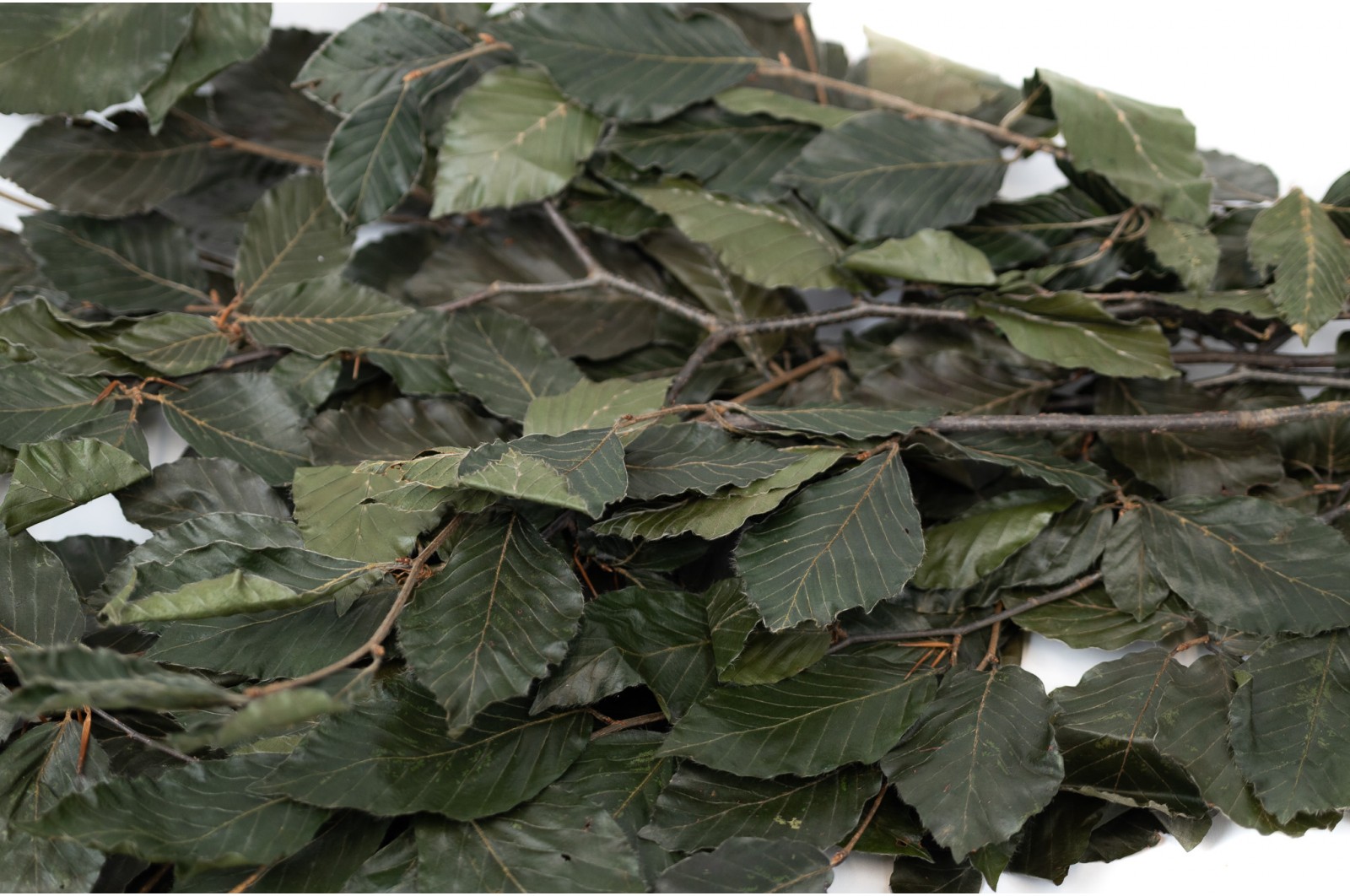 Preserved beech (6) preserved-beech-6