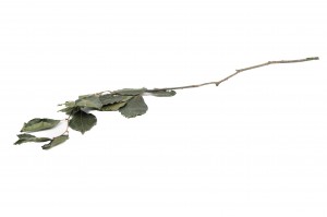stabilisierte-buche-6.