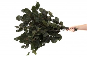 stabilisierte-buche-6.