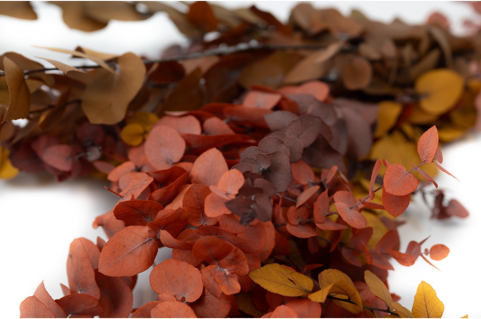 eucalyptus-stuartiana-stabilise-6