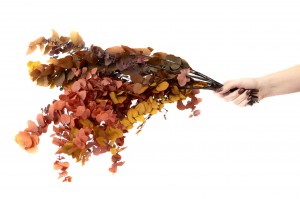 eucalyptus-stuartiana-stabilise-6.