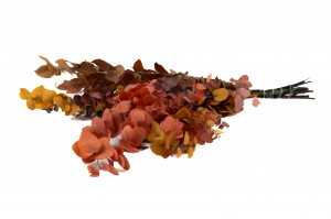 eucalyptus-stuartiana-stabilise-6.