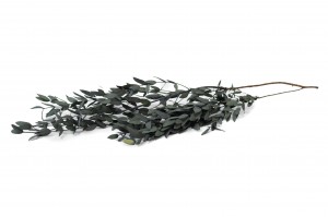 preserved-eucalyptus-parvifolia-6.