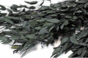 preserved-eucalyptus-parvifolia-6