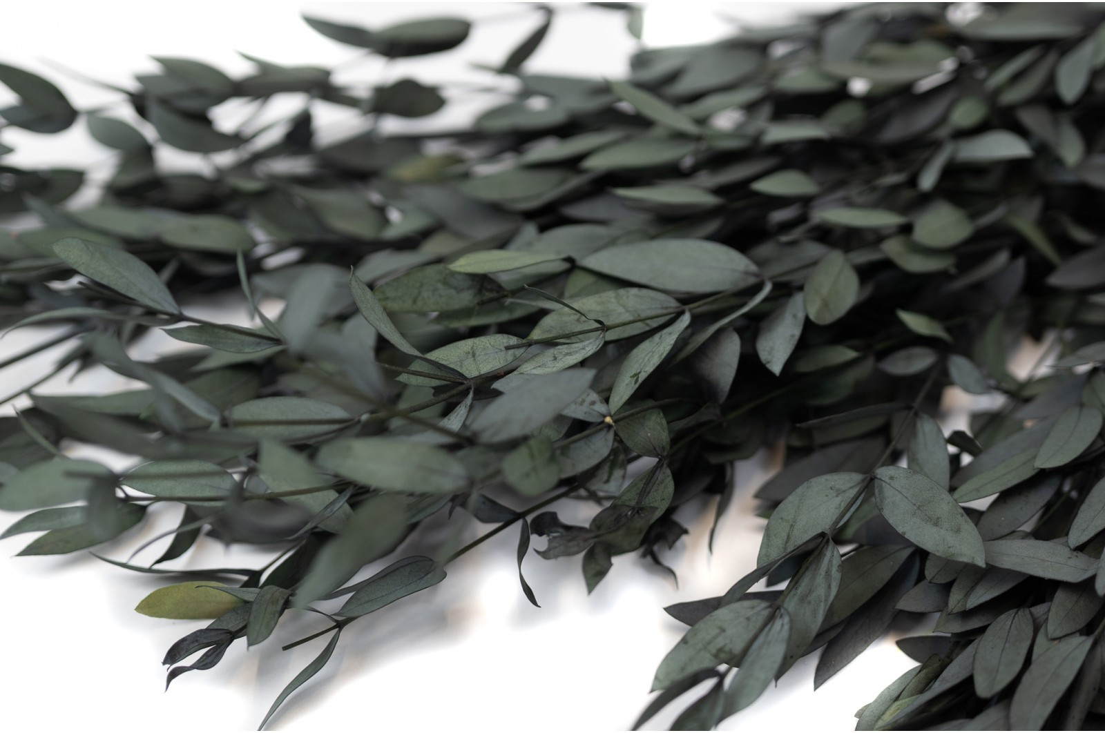 preserved-eucalyptus-parvifolia-6