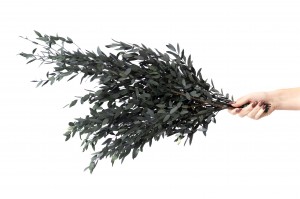 stabilisierte-eukalyptus-parvifolia-6.