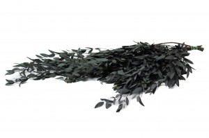 preserved-eucalyptus-parvifolia-6.