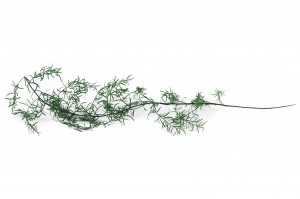 asparagus-sprengeri-stabilise-6.