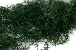 preserved-asparagus-sprengeri-6