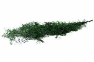 asparagus-sprengeri-stabilise-6.