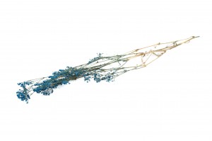 preserved-gypsophila-paniculata-6.
