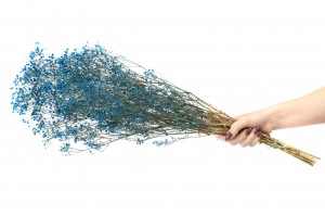 preserved-gypsophila-paniculata-6.
