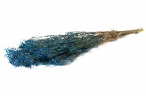 preserved-gypsophila-paniculata-6.