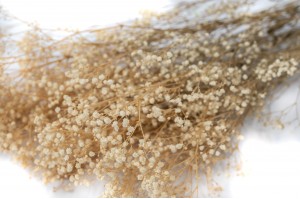 preserved-gypsophila-paniculata-6
