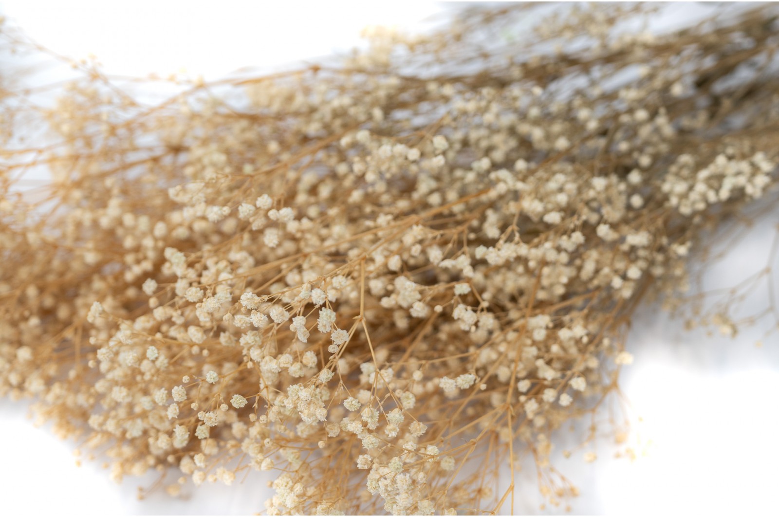 preserved-gypsophila-paniculata-6