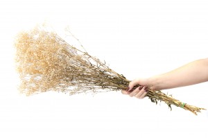 gypsophile-stabilise-6.