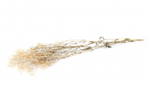 preserved-gypsophila-paniculata-6.