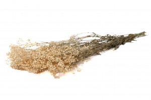preserved-gypsophila-paniculata-6.