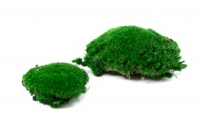 preserved-pole-moss-5-cn.