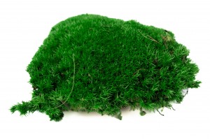preserved-pole-moss-5-cn