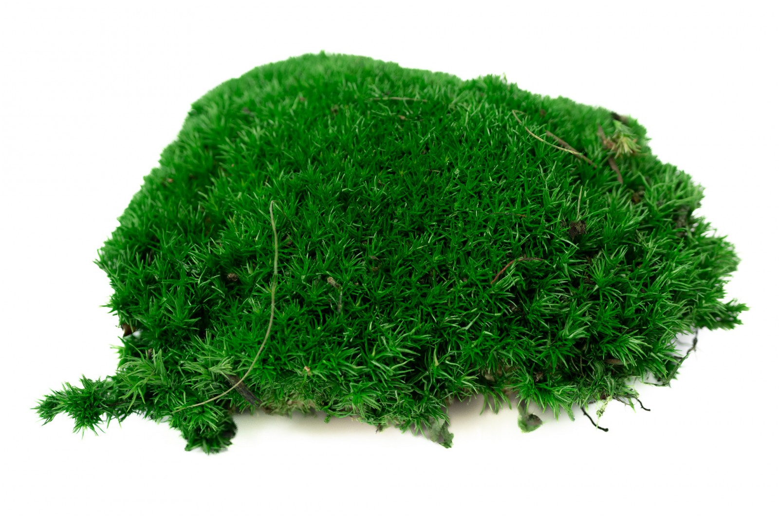 Preserved pole moss (5) (CN) preserved-pole-moss-5-cn
