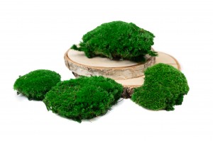 preserved-pole-moss-5-cn.