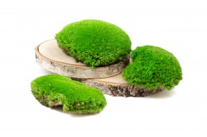 preserved-pole-moss-5-cn.