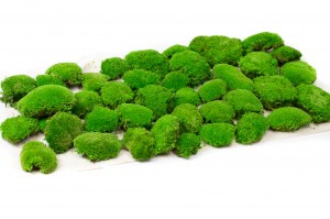 preserved-pole-moss-5-cn.