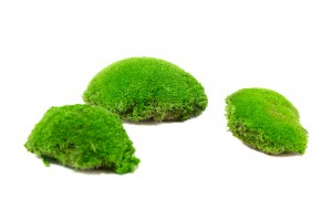 preserved-pole-moss-5-cn.