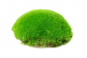 preserved-pole-moss-5-cn.