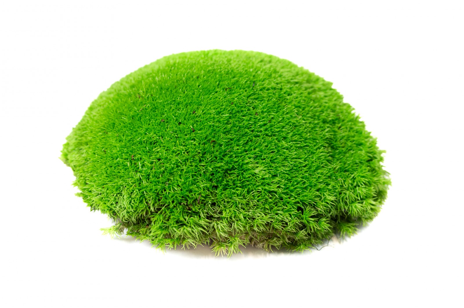 Preserved pole moss (5) (CN) preserved-pole-moss-5-cn