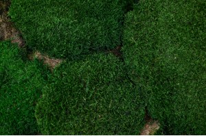 flame-retardant-flat-preserved-moss-5-cn.