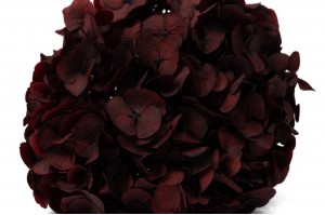 preserved-hydrangea-14.