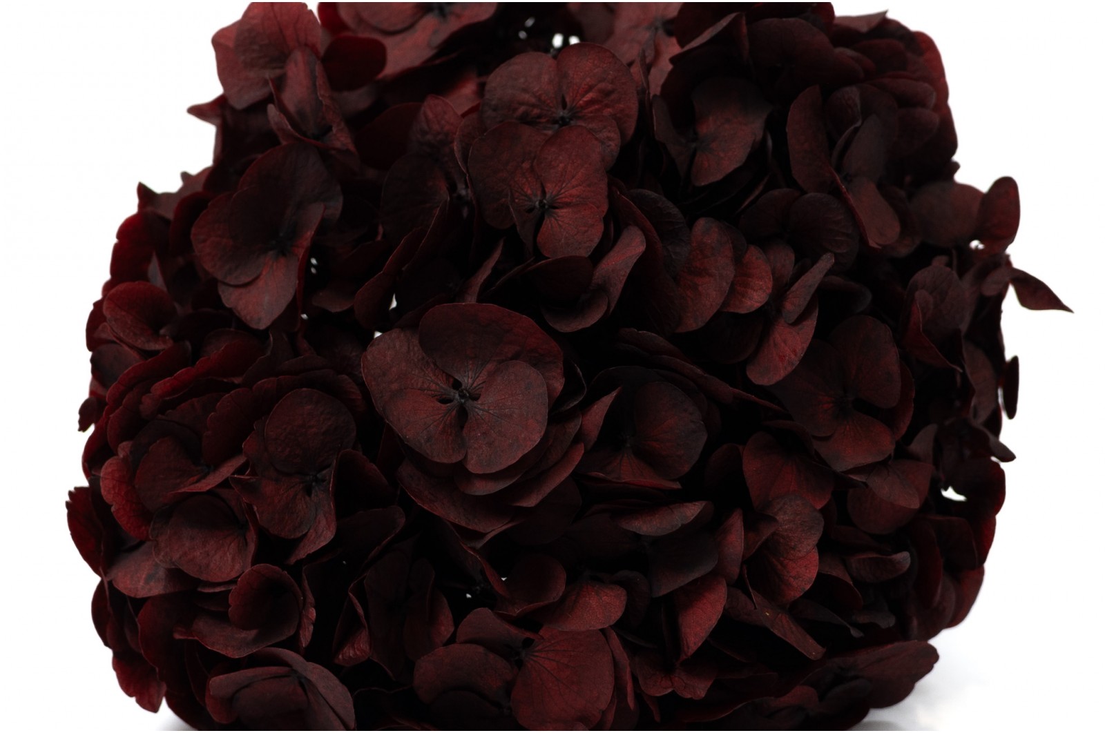 preserved-hydrangea-14