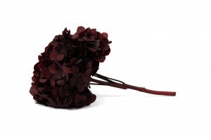 preserved-hydrangea-14.