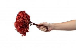 hortensia-stabilise-14.