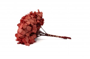hortensia-stabilise-14.