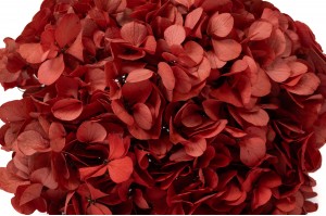 hortensia-stabilise-14.
