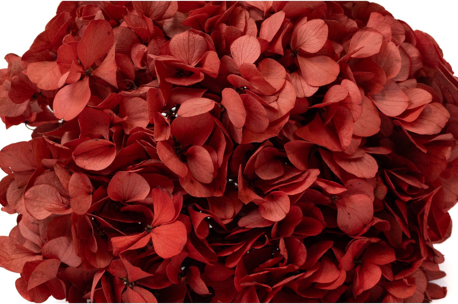 hortensia-stabilise-14