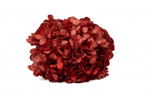 hortensia-stabilise-14.