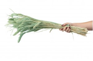 setaria-sec-8.