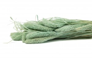 setaria-sec-8